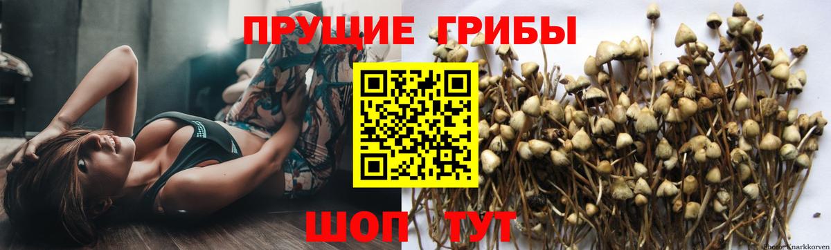 Казань  Галлюциногенные грибы GOLDEN TEACHER  Вход с VPN  Галлюциногенные грибы GOLDEN TEACHER 